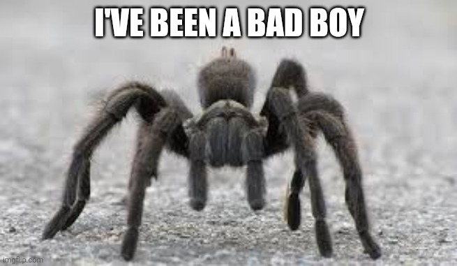 Tarantula | I'VE BEEN A BAD BOY | image tagged in tarantula | made w/ Imgflip meme maker