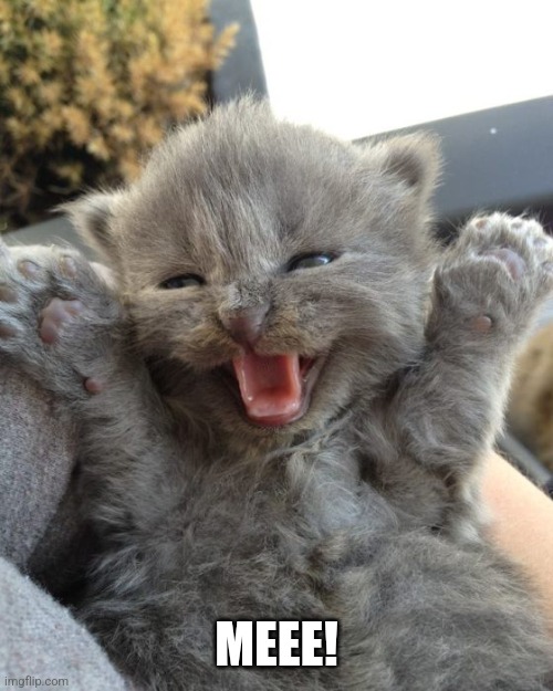 Yay Kitty | MEEE! | image tagged in yay kitty | made w/ Imgflip meme maker
