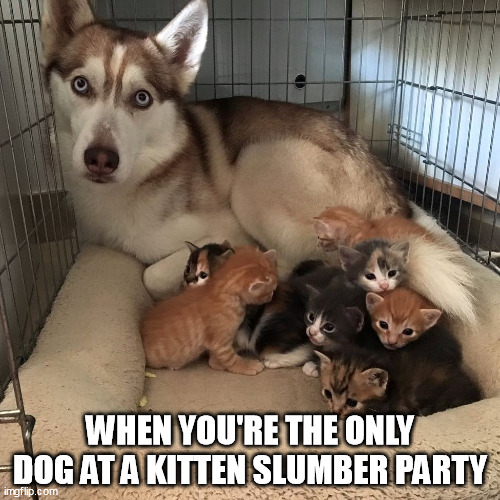 Kittens Best Friend | WHEN YOU'RE THE ONLY DOG AT A KITTEN SLUMBER PARTY | image tagged in not the father | made w/ Imgflip meme maker