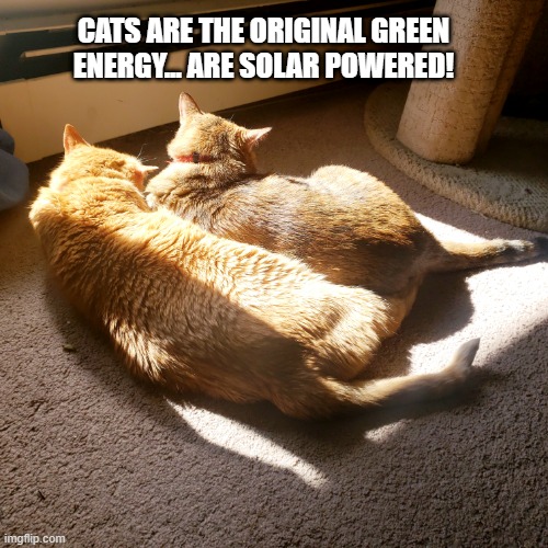 Love UR cats | CATS ARE THE ORIGINAL GREEN ENERGY... ARE SOLAR POWERED! | image tagged in cute cat | made w/ Imgflip meme maker