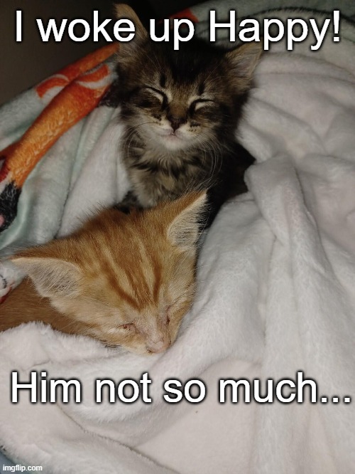 kitty | I woke up Happy! Him not so much... | image tagged in fun | made w/ Imgflip meme maker