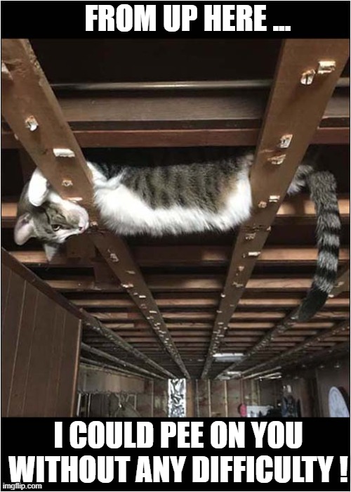 Don't Look Up ! | FROM UP HERE ... I COULD PEE ON YOU
WITHOUT ANY DIFFICULTY ! | image tagged in cats,peeing | made w/ Imgflip meme maker