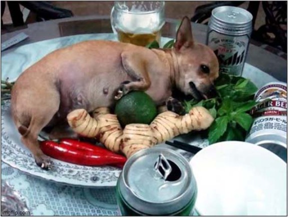 Dog Dinner Time ! | image tagged in dogs,dinner | made w/ Imgflip meme maker