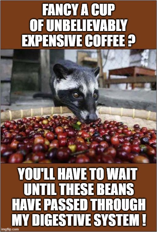 It's Kopi Luwak Time ! | FANCY A CUP OF UNBELIEVABLY EXPENSIVE COFFEE ? YOU'LL HAVE TO WAIT 
UNTIL THESE BEANS HAVE PASSED THROUGH MY DIGESTIVE SYSTEM ! | image tagged in coffee,civit cat,weasel,droppings | made w/ Imgflip meme maker