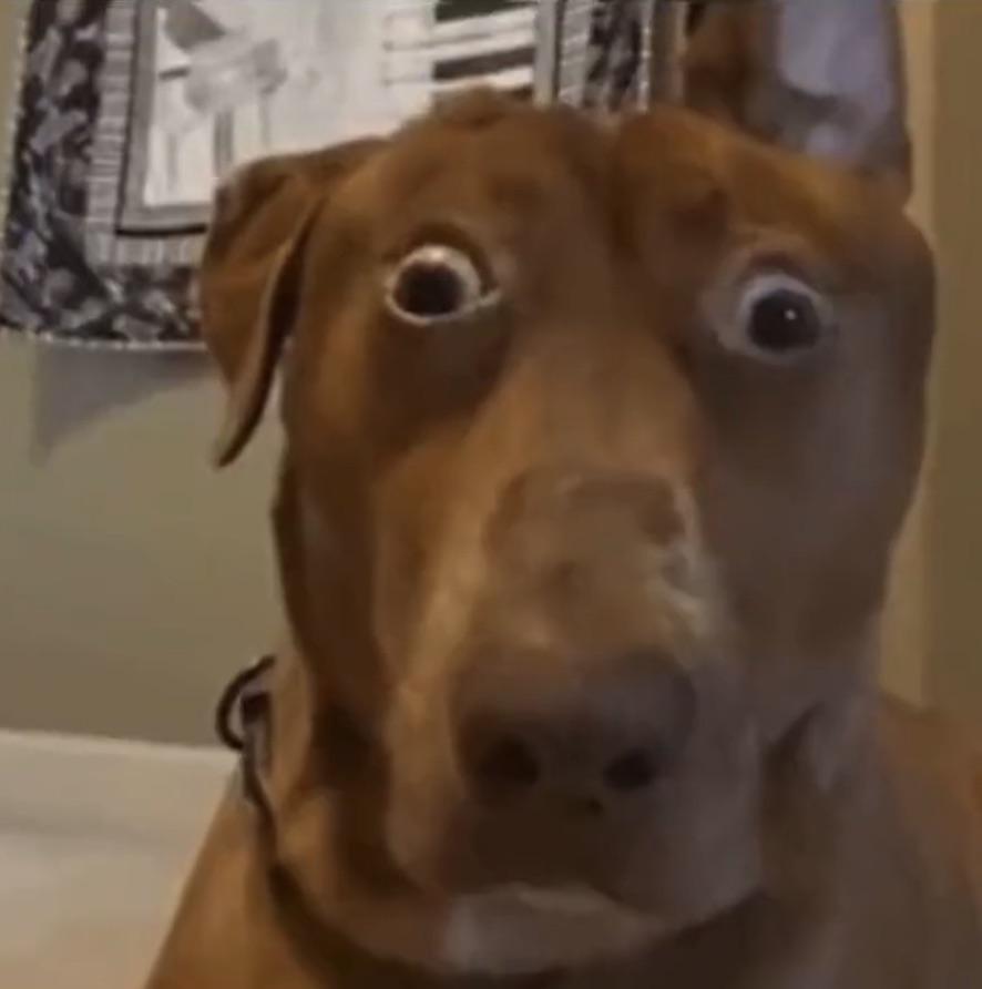 Wide Eyed Dog Blank Meme Template