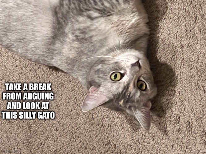 Memesoons cat | TAKE A BREAK FROM ARGUING AND LOOK AT THIS SILLY GATO | image tagged in memesoons cat | made w/ Imgflip meme maker