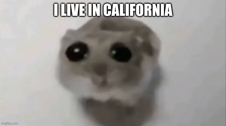 Sad Hamster | I LIVE IN CALIFORNIA | image tagged in sad hamster | made w/ Imgflip meme maker