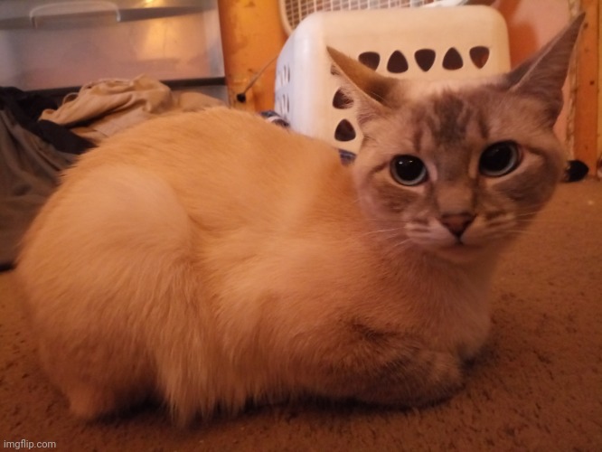 Loaf of Cat.mp3 | image tagged in cats,mocha | made w/ Imgflip meme maker
