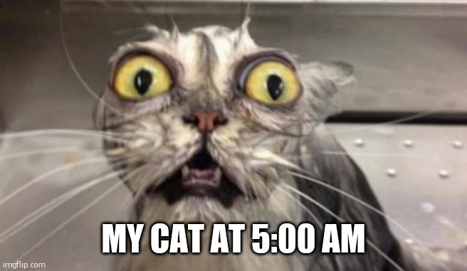 Crazy Cat | MY CAT AT 5:00 AM | image tagged in crazy cat | made w/ Imgflip meme maker