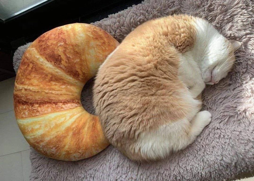 High Quality Cat and croissant Blank Meme Template