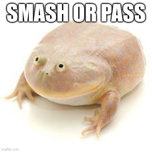 Wednesday Frog Blank | SMASH OR PASS | image tagged in wednesday frog blank | made w/ Imgflip meme maker