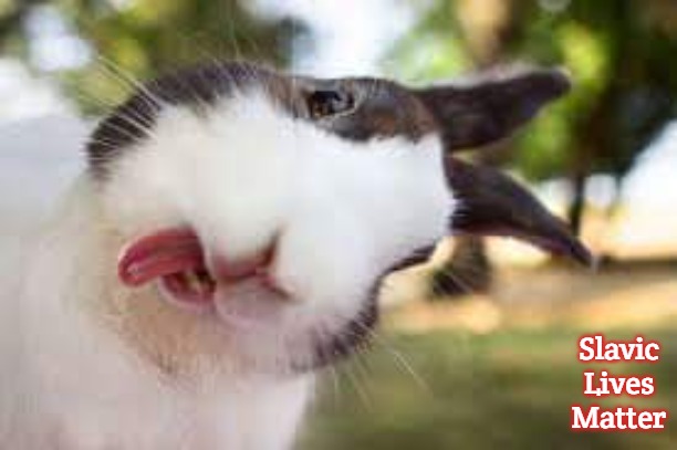 heat turn rabbit | Slavic Lives Matter | image tagged in heat turn rabbit,slavic | made w/ Imgflip meme maker