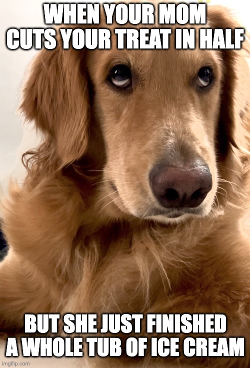 Health Conscious But Keep It Sideways | WHEN YOUR MOM CUTS YOUR TREAT IN HALF; BUT SHE JUST FINISHED A WHOLE TUB OF ICE CREAM | image tagged in funny,dog memes,cute dog,judge,judgemental,golden retriever | made w/ Imgflip meme maker