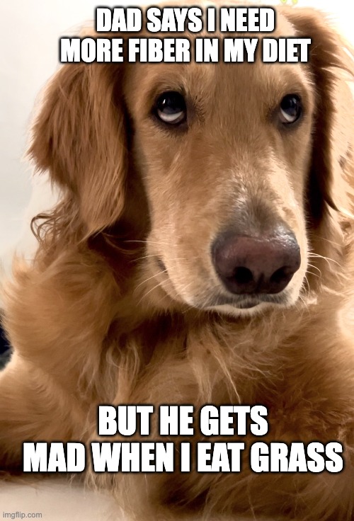 I am one confused dog | DAD SAYS I NEED MORE FIBER IN MY DIET; BUT HE GETS MAD WHEN I EAT GRASS | image tagged in eyeroll,dog memes,funny dog memes,golden retriever,judgemental | made w/ Imgflip meme maker