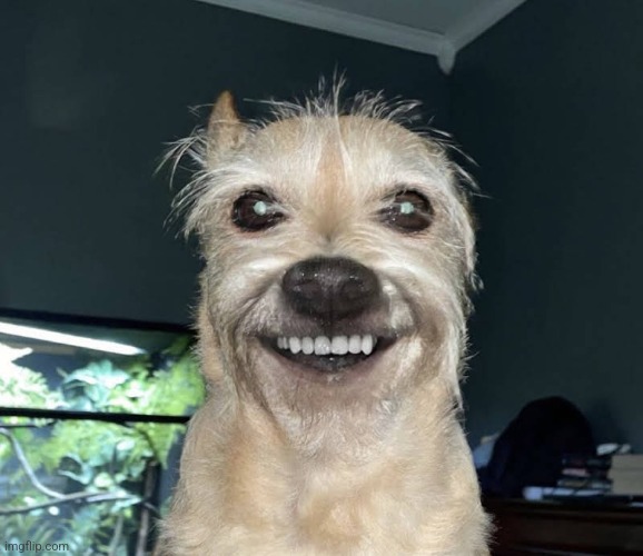 The "Dog" | image tagged in the dog | made w/ Imgflip meme maker