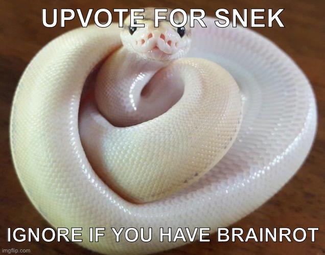 Cute snake | UPVOTE FOR SNEK; IGNORE IF YOU HAVE BRAINROT | image tagged in cute snake | made w/ Imgflip meme maker