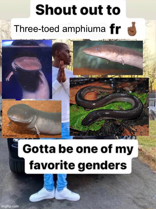 Shout out to.... Gotta be one of my favorite genders | Three-toed amphiuma | image tagged in shout out to gotta be one of my favorite genders,memes,animal meme,shitpost,funny memes,humor | made w/ Imgflip meme maker
