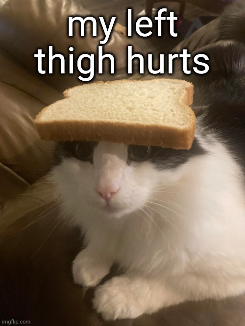 bread cat | my left thigh hurts | image tagged in bread cat | made w/ Imgflip meme maker