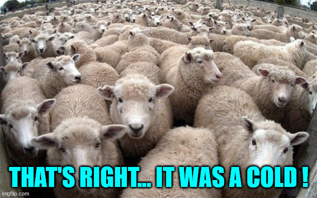 sheeple | THAT'S RIGHT... IT WAS A COLD ! | image tagged in sheeple | made w/ Imgflip meme maker