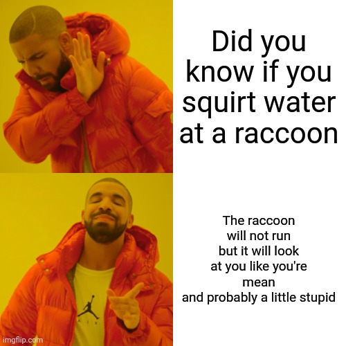 Raccoons Are Not Cats | Did you know if you squirt water at a raccoon; The raccoon will not run but it will look at you like you're mean
and probably a little stupid | image tagged in memes,drake hotline bling,raccoon,cats,critters,knowledge is power | made w/ Imgflip meme maker
