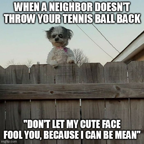 Angry dog stares at neighbor | WHEN A NEIGHBOR DOESN'T THROW YOUR TENNIS BALL BACK; "DON'T LET MY CUTE FACE FOOL YOU, BECAUSE I CAN BE MEAN" | image tagged in ugly dog judges you over a fence | made w/ Imgflip meme maker