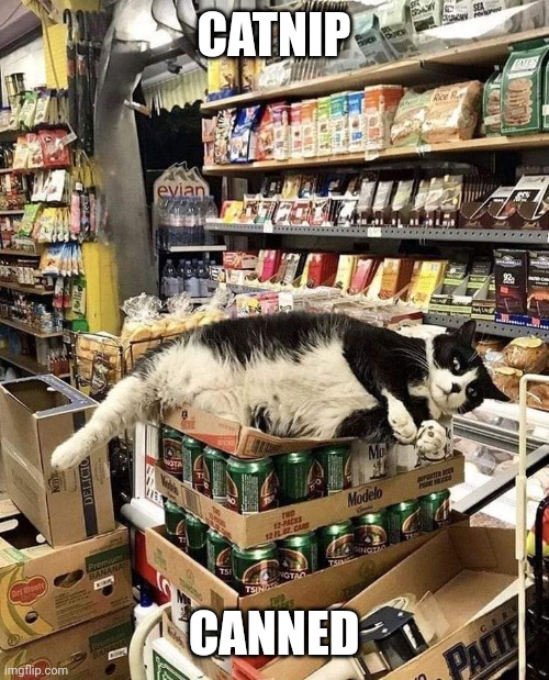 Catnip | CATNIP; CANNED | image tagged in catnip | made w/ Imgflip meme maker