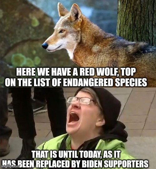 HERE WE HAVE A RED WOLF, TOP ON THE LIST OF ENDANGERED SPECIES; THAT IS UNTIL TODAY, AS IT HAS BEEN REPLACED BY BIDEN SUPPORTERS | image tagged in crying liberal | made w/ Imgflip meme maker