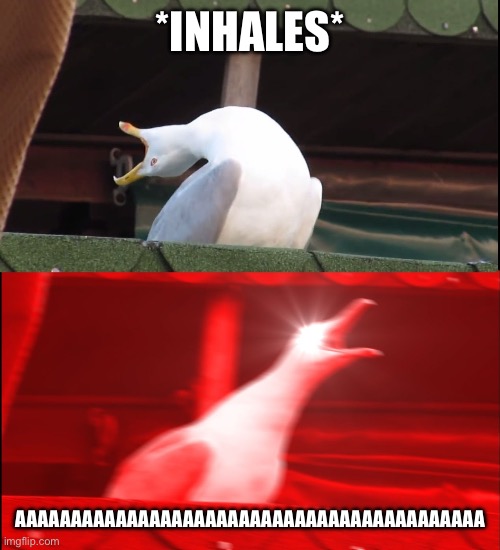 Screaming bird | *INHALES* AAAAAAAAAAAAAAAAAAAAAAAAAAAAAAAAAAAAAAAAAAAAAAAAAAAAAAAAAAAAAAAAAAAAAAAAAAAAAAAAAAAAAAAAAAAAAAAAAAAAAAAAAAAAAAAAAAAAAAAAAAAAAAAAAA | image tagged in screaming bird | made w/ Imgflip meme maker