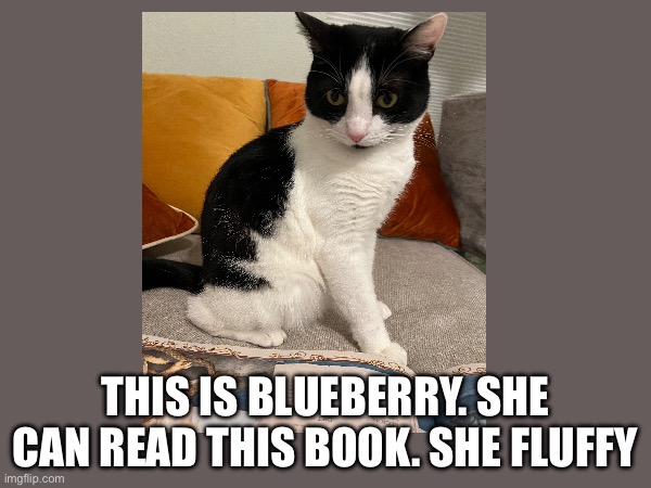 My kitteh | THIS IS BLUEBERRY. SHE CAN READ THIS BOOK. SHE FLUFFY | image tagged in cat,book | made w/ Imgflip meme maker