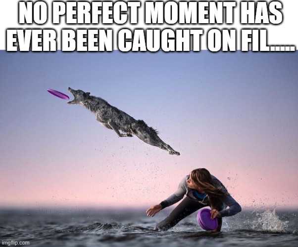 Flying Dog | NO PERFECT MOMENT HAS EVER BEEN CAUGHT ON FIL..... | image tagged in dogs | made w/ Imgflip meme maker