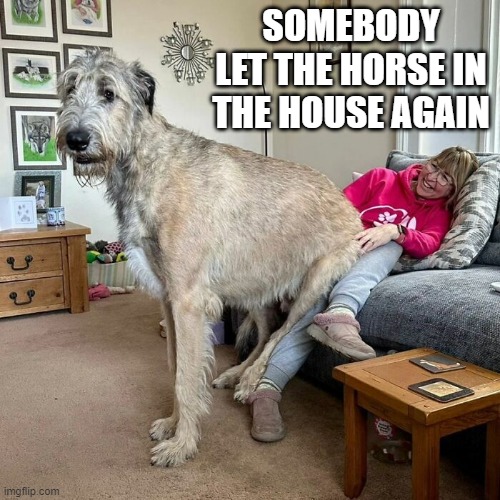 Big Dog | SOMEBODY LET THE HORSE IN THE HOUSE AGAIN | image tagged in dogs | made w/ Imgflip meme maker
