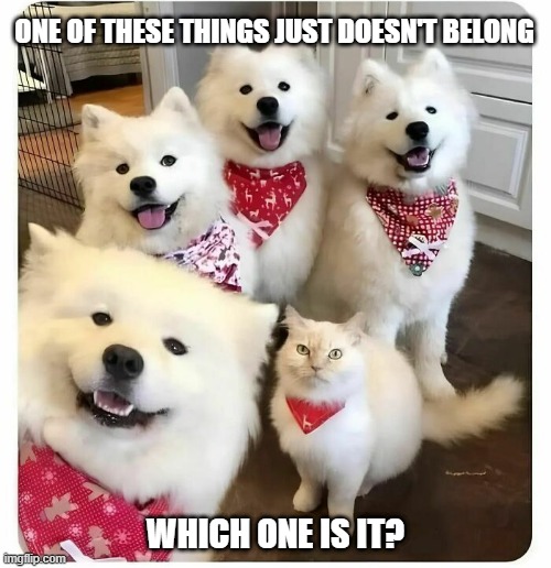 Family Photo | ONE OF THESE THINGS JUST DOESN'T BELONG; WHICH ONE IS IT? | image tagged in cats | made w/ Imgflip meme maker