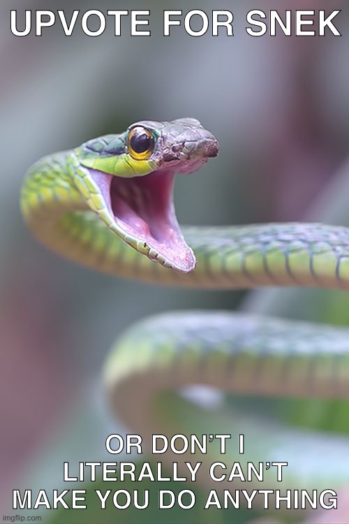 Snek :3 | UPVOTE FOR SNEK; OR DON’T I LITERALLY CAN’T MAKE YOU DO ANYTHING | image tagged in shocked snek,upvotes,memes,funny,comedy,why are you reading the tags | made w/ Imgflip meme maker