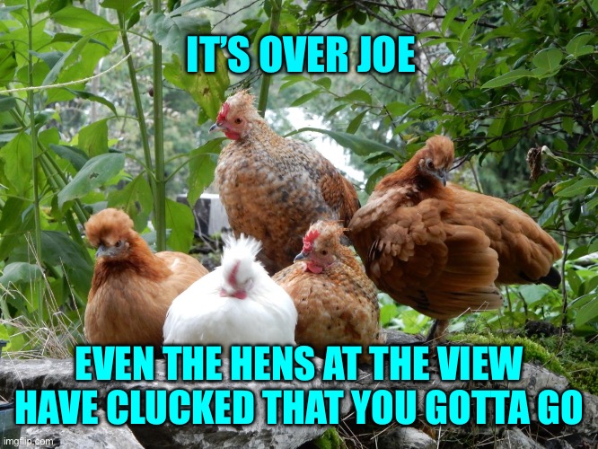 5 hens | IT’S OVER JOE; EVEN THE HENS AT THE VIEW HAVE CLUCKED THAT YOU GOTTA GO | image tagged in 5 hens | made w/ Imgflip meme maker