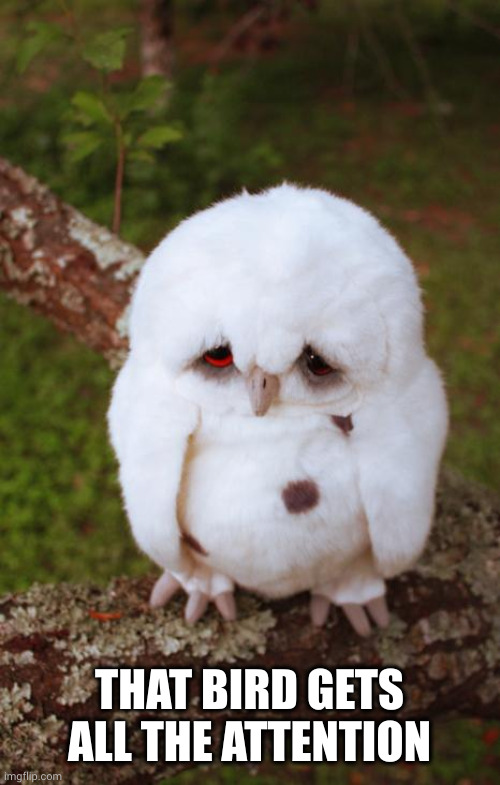 sad owl | THAT BIRD GETS ALL THE ATTENTION | image tagged in sad owl | made w/ Imgflip meme maker