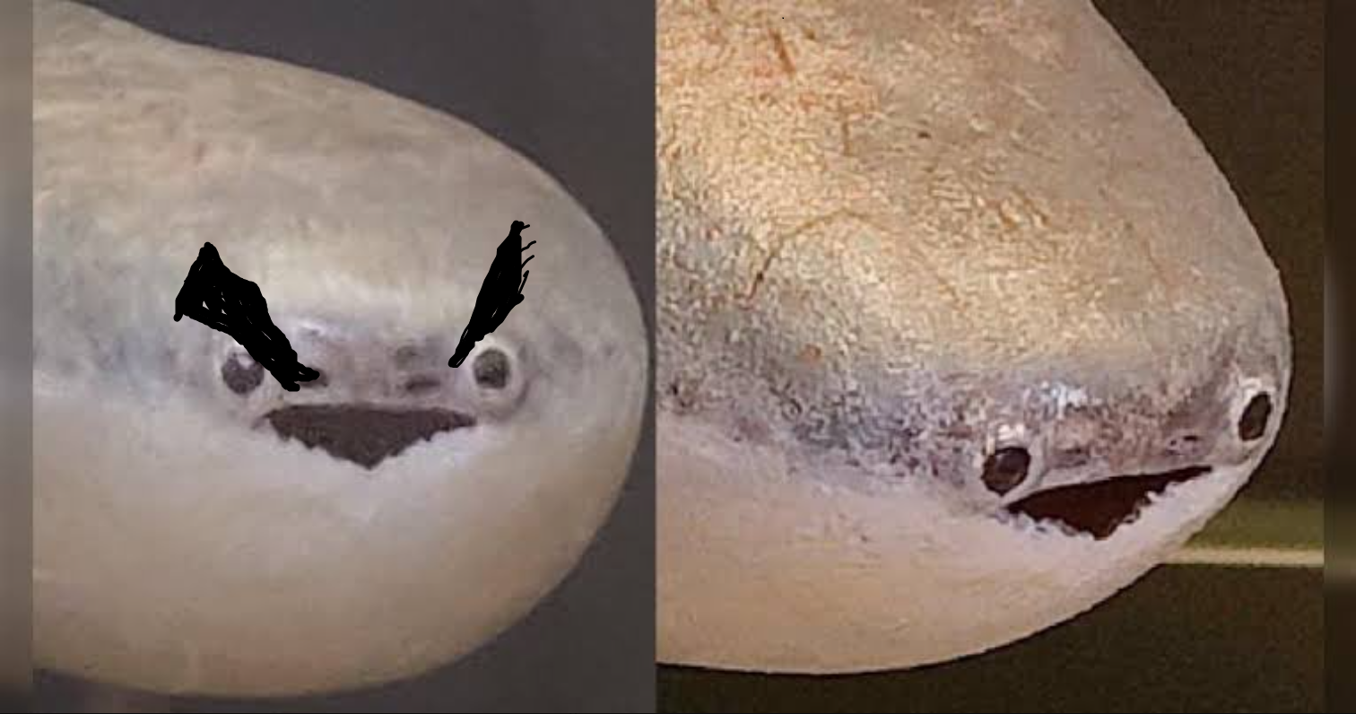 ANGRY FISH Blank Meme Template