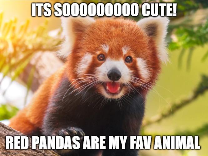 awwwwwwwwww | ITS SOOOOOOOOO CUTE! RED PANDAS ARE MY FAV ANIMAL | image tagged in happy red panda,i loooove red pandas | made w/ Imgflip meme maker