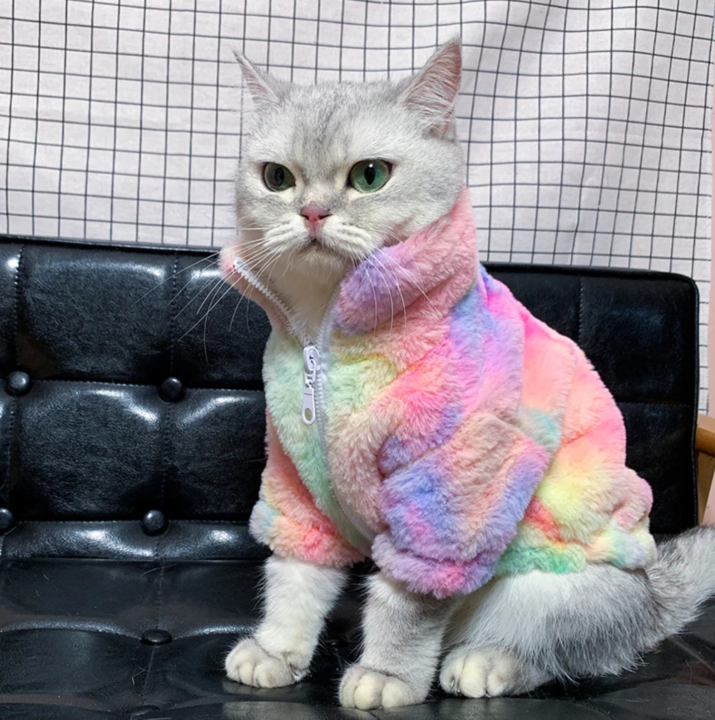 rainbowcat Blank Meme Template