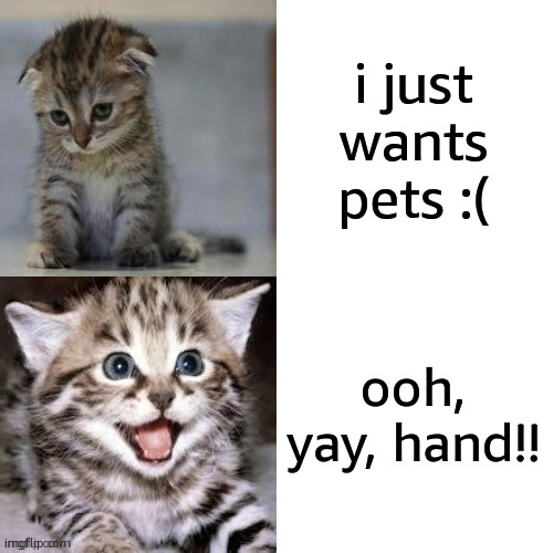 Sad Cat to Happy Cat | i just wants pets :(; ooh, yay, hand!! | image tagged in sad cat to happy cat | made w/ Imgflip meme maker