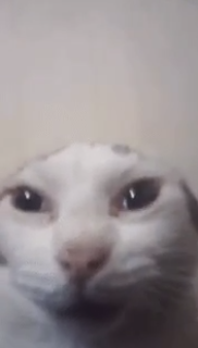 High Quality crying cat Blank Meme Template