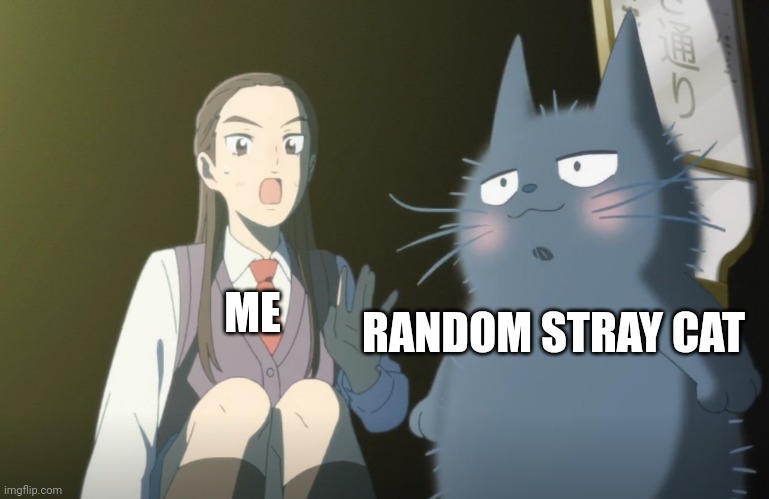 anime girl and cat | RANDOM STRAY CAT; ME | image tagged in anime girl and cat | made w/ Imgflip meme maker