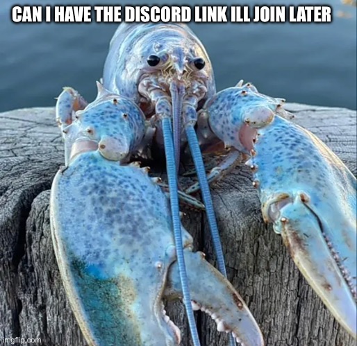 The Blue Lobster | CAN I HAVE THE DISCORD LINK ILL JOIN LATER | image tagged in the blue lobster | made w/ Imgflip meme maker