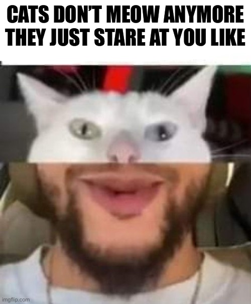 . | CATS DON’T MEOW ANYMORE THEY JUST STARE AT YOU LIKE | image tagged in cursed image | made w/ Imgflip meme maker