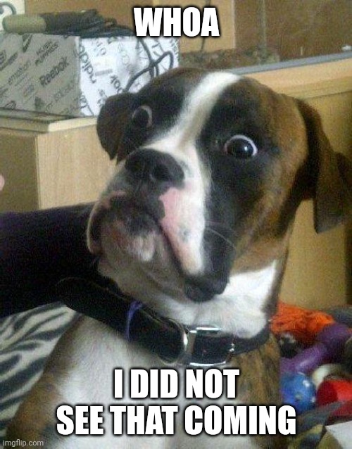 Surprised Dog | WHOA I DID NOT SEE THAT COMING | image tagged in surprised dog | made w/ Imgflip meme maker