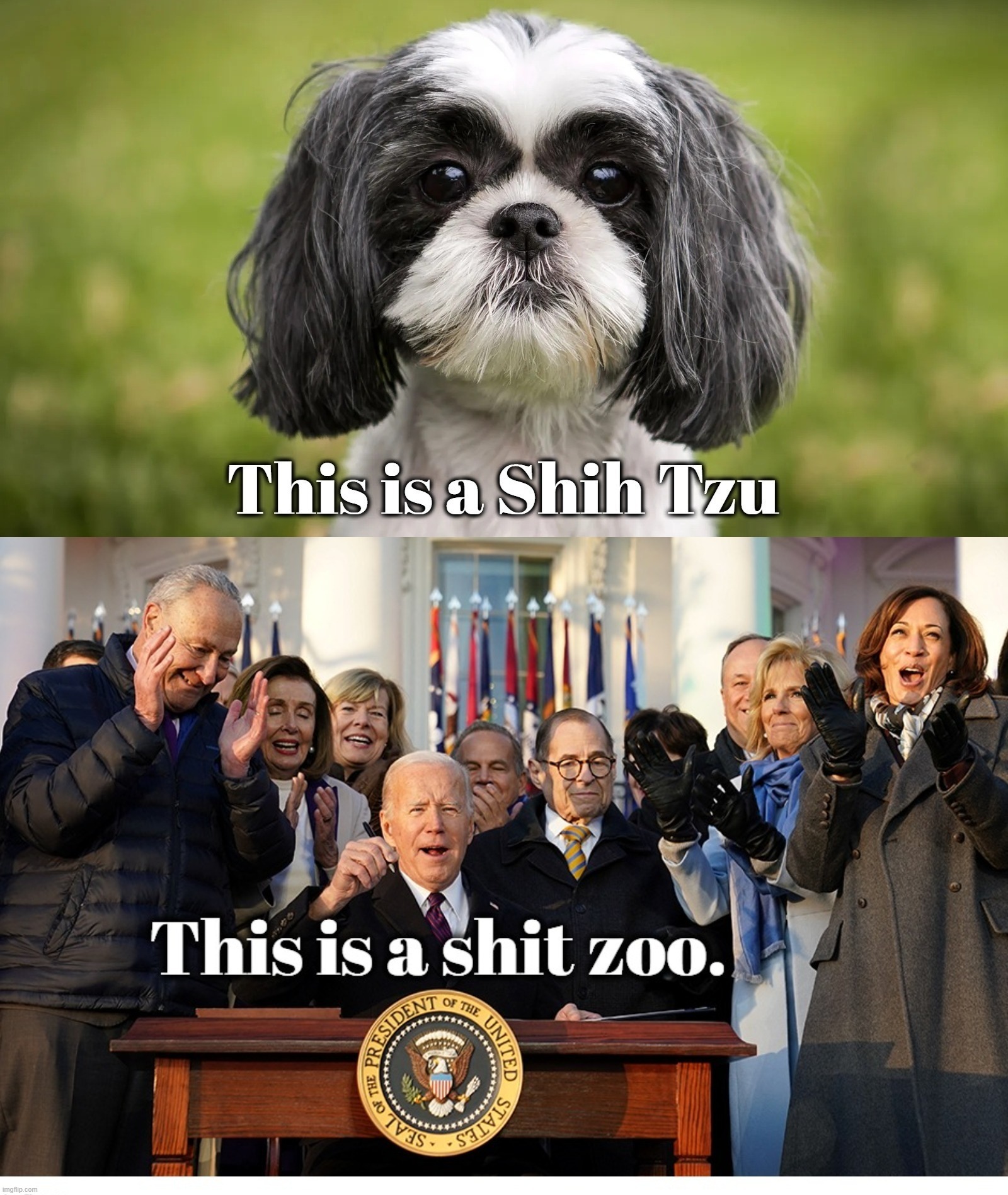 This is a shit zoo. | image tagged in shih tzu,shit zoo,shit for brains,stupid liberals,stupid people be like,democrats | made w/ Imgflip meme maker