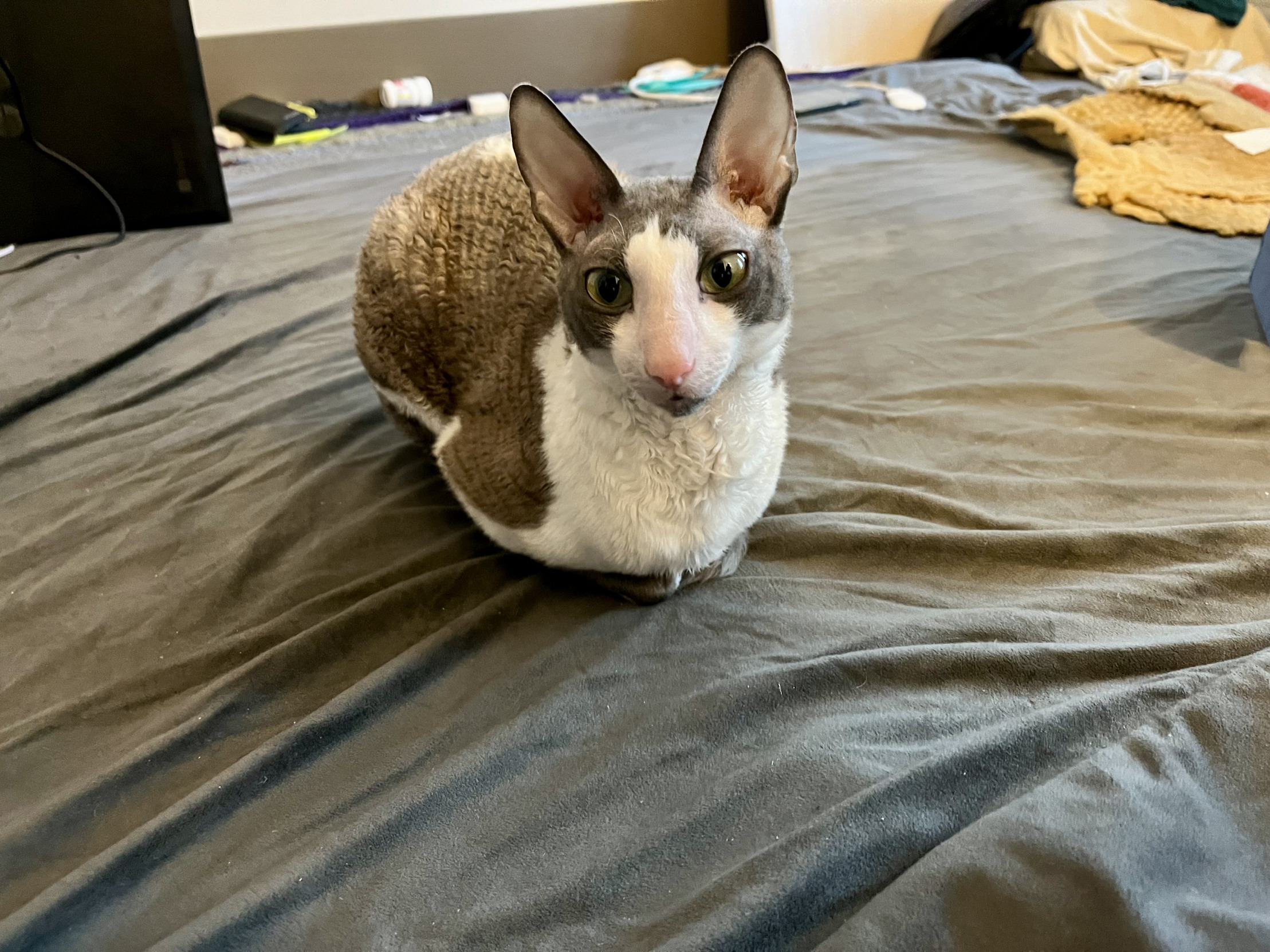 Make loaf not war Blank Meme Template