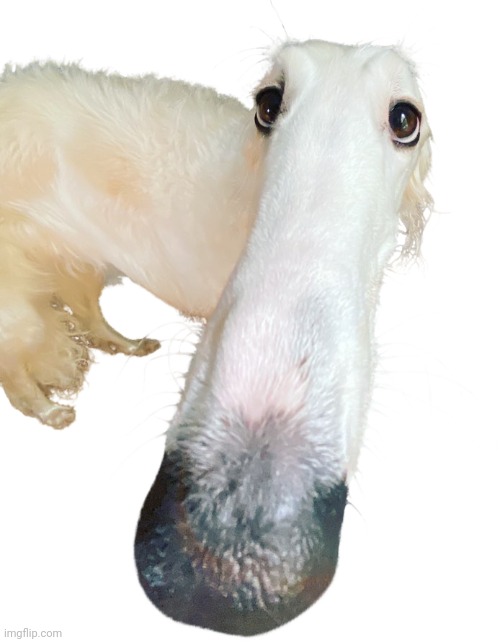 image tagged in borzoi long nose | made w/ Imgflip meme maker