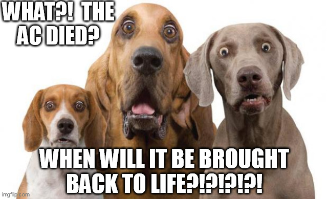Hot dogs | WHAT?!  THE
AC DIED? WHEN WILL IT BE BROUGHT
BACK TO LIFE?!?!?!?! | image tagged in shocked dogs | made w/ Imgflip meme maker