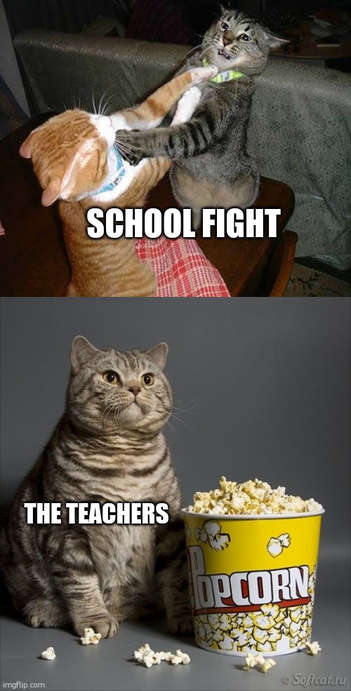 Cat watching other cats fight | SCHOOL FIGHT; THE TEACHERS | image tagged in cat watching other cats fight | made w/ Imgflip meme maker