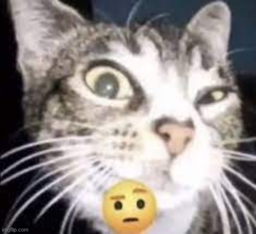 cat eyebrow raise | image tagged in cat eyebrow raise | made w/ Imgflip meme maker